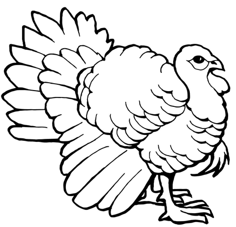 Turkey Tom Coloring Page